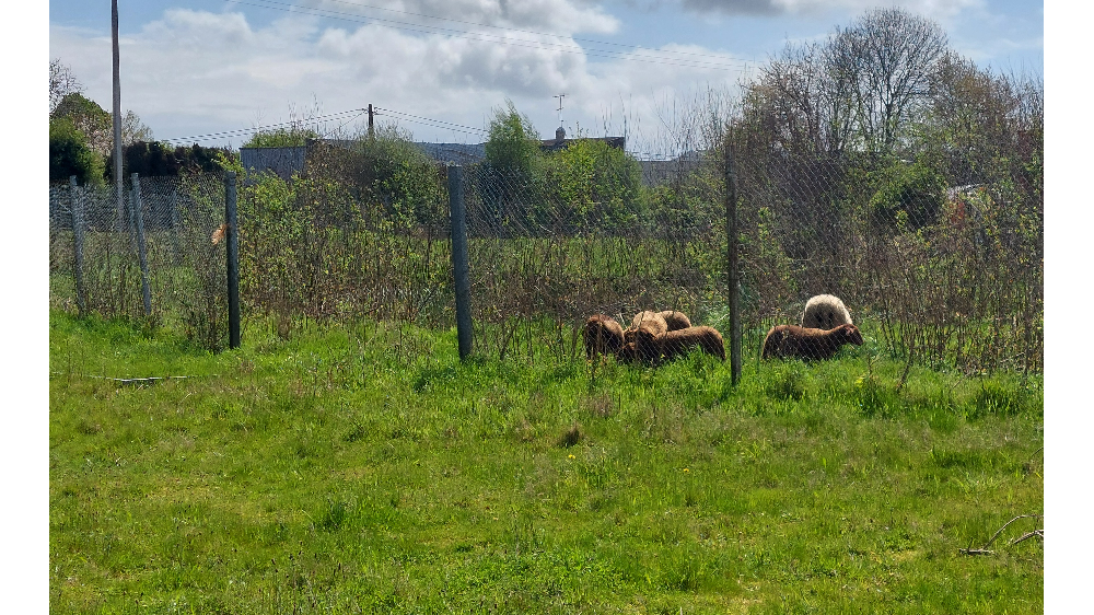 Présence sur notre site de moutons et chèvres pour la 2eme année